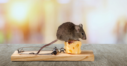 Mouse in a rodent bait