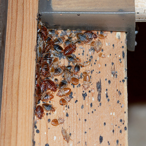 Bed Bugs