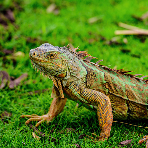 Iguanas