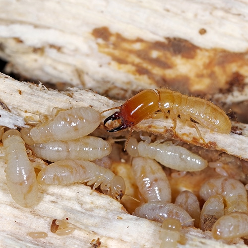 Termites